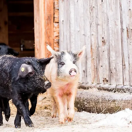Peakini Farmhaus 农家乐