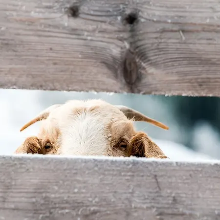 Peakini Farmhaus Vakantieboerderij *