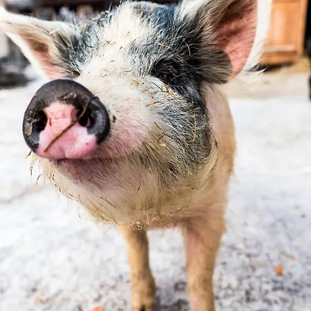 Peakini Farmhaus Untertauern