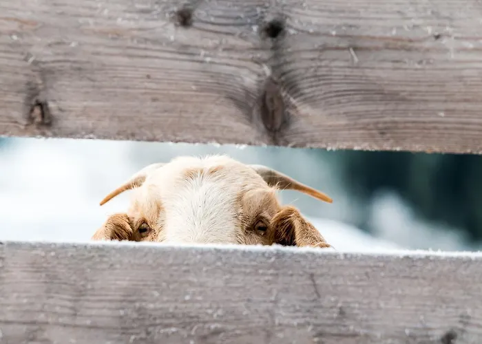 Peakini Farmhaus Bauernhof *