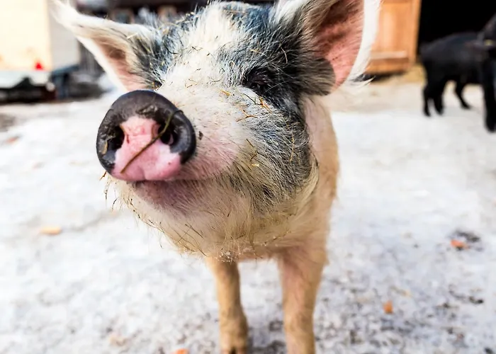 Peakini Farmhaus Untertauern